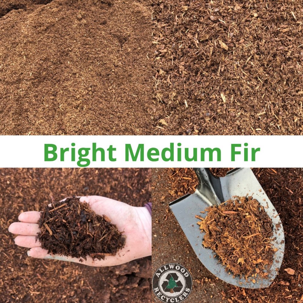 Bright Medium Fir