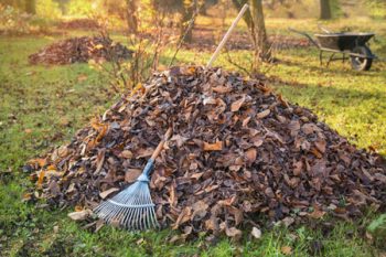 Yard Waste Removal Milwaukie