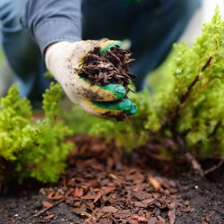 bark mulch boring or
