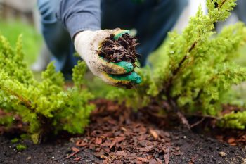 bark mulch boring or