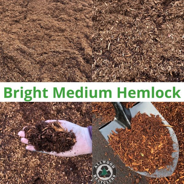 Bright Medium Hemlock